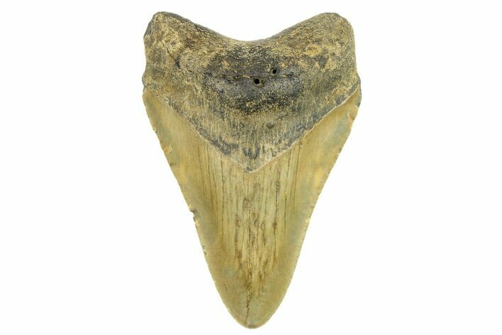 Fossil Megalodon Tooth - North Carolina #298842